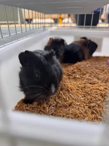 Porquinhos da índia | Filhofes disponíveis 