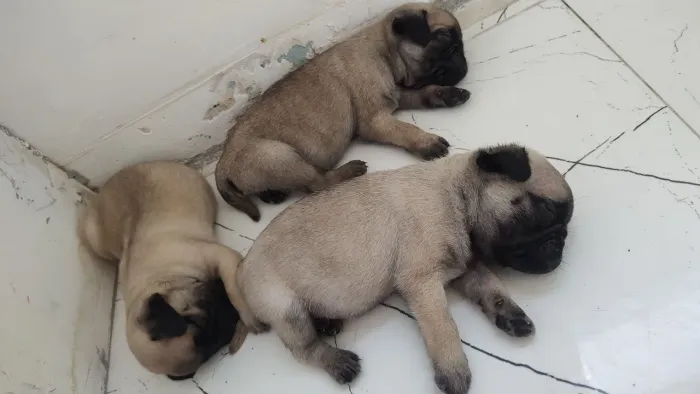 Filhote de Pug lindos 
