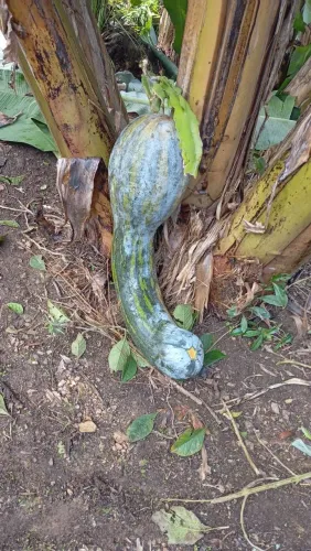 Abóbora 