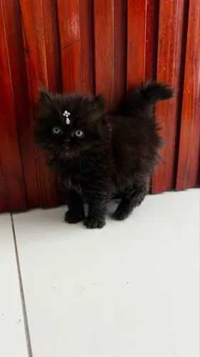 Vendo Gatinha persa