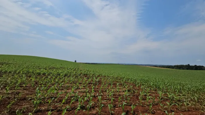 Fazenda em Mangueirinha PR