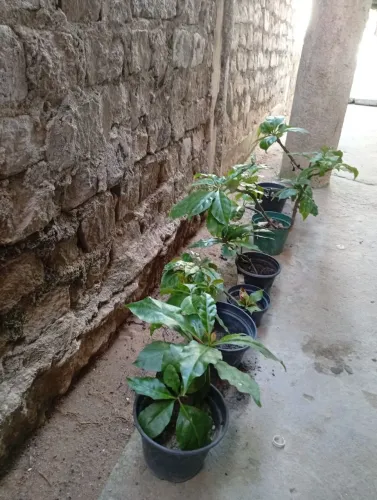  arapronobis plantas medicinais 