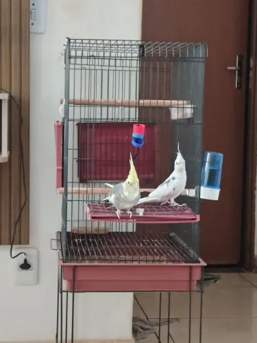 VENDO ESSA GAIOLA COM TUDO NA FOTO