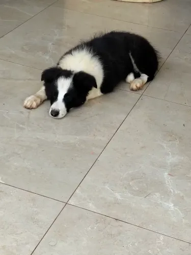 Filhote de Border collie