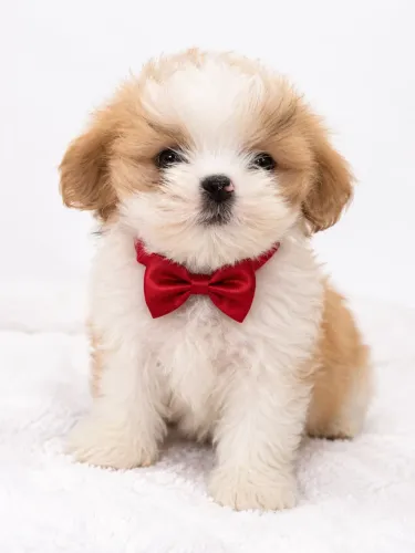 Lhasa Apso branco e creme perfeito uma companhia adorável 