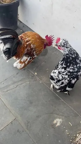 animais