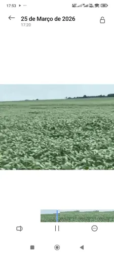 Fazenda de arrendamento 1.850hec plantando em Ribeirãozinho MT.