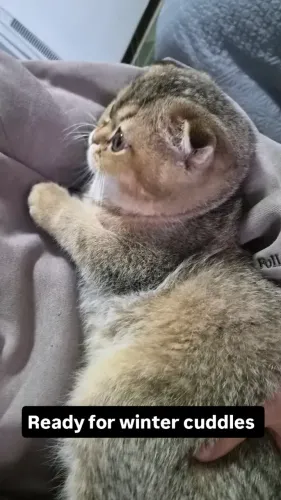 Filhote gato Scottish Fold macho 