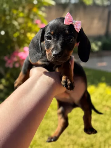 Sua menininha filhote de Daschound fêmea 