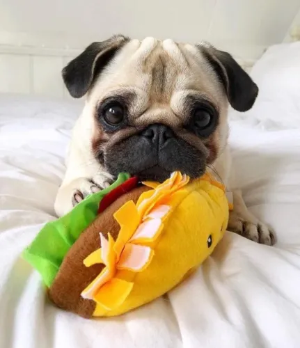 Pug saudavel 