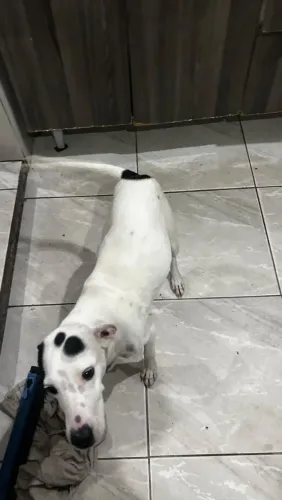 Doação de cadela super dócil e amorosa 