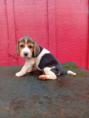 Beagle