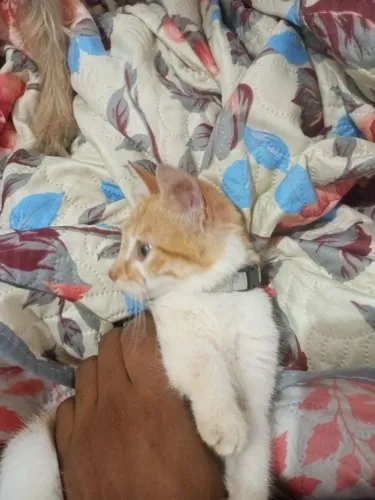 Gato para doação