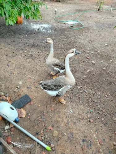Vende-se casal de ganso 