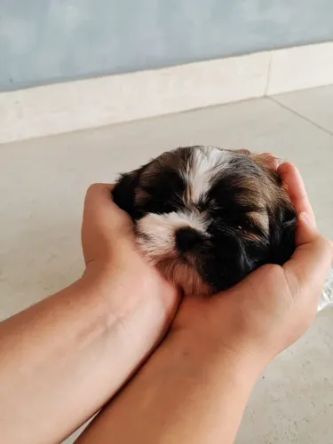Shih Tzu