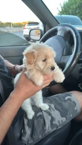 Poodle
