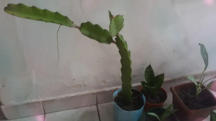 Mudas de plantas
