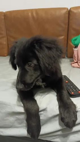 Adoção de filhote de 4 meses
