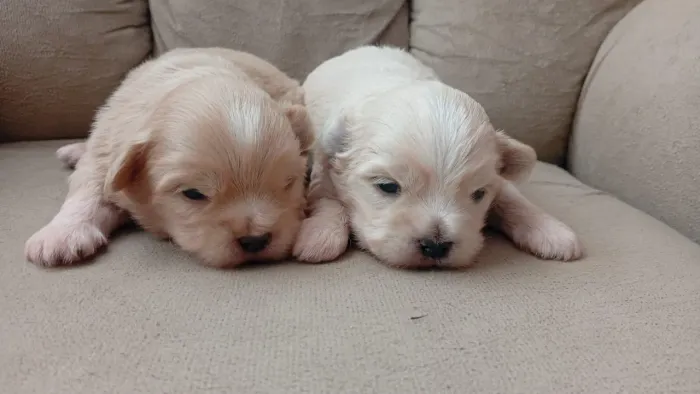 Filhotes Lhasa Apso