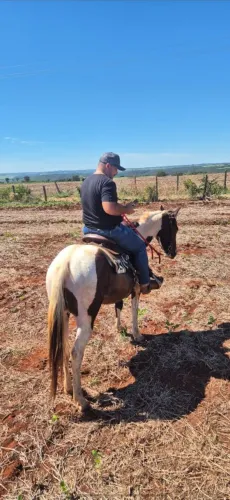 Cavalo paint manso de criança dentro de cg
