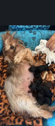 Ninhadas de yorkshire fêmea