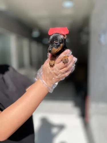 O menor cão de guarda do mundo! Pinscher Miniatura procurando um lar