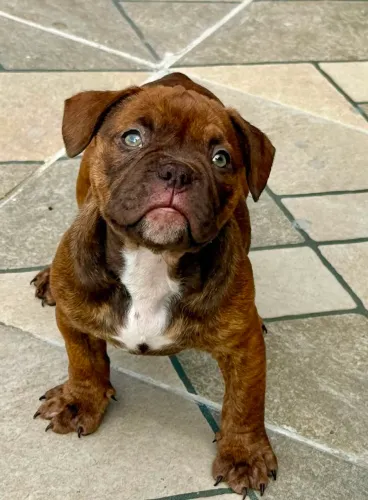 American bully Pocket fêmea, somos de Bangu RJ. Zap *