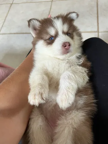Vendo filhote de Husky siberiano 
