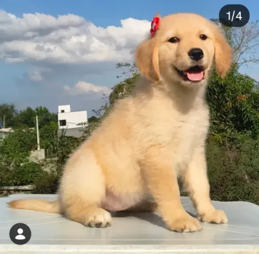 Filhote Golden Retriever fêmea em 10 vezes no cartão