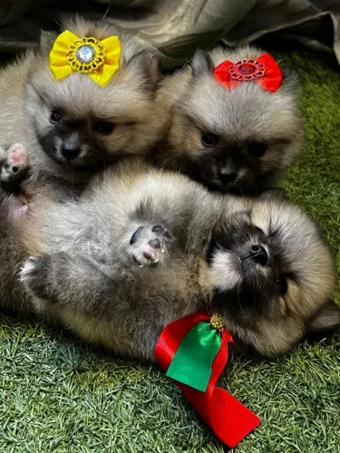 Lulu da Pomerânia ursinho