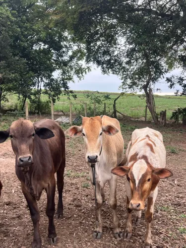 Lote de vacas e bezerros