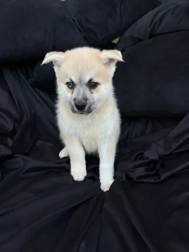 Adoção responsável de Pomsky