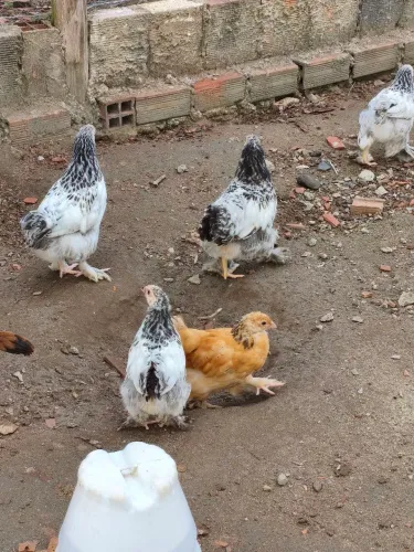 Pintos raça Brahma Ligth