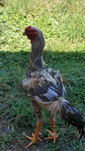 Frango indio gigante disponível para venda 