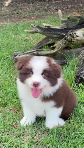 FILHOTES DE BORDER COLLIE DE ALTO PADRÃO 