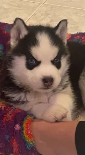 Husky Siberiano Um Novo Amigo Para Criar Momentos Inesquecíveis