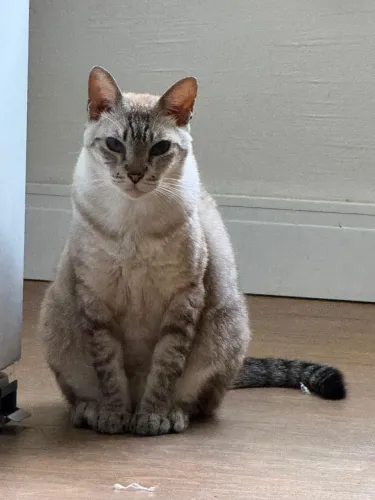 Gatinha vacinada castrada e vermifugada