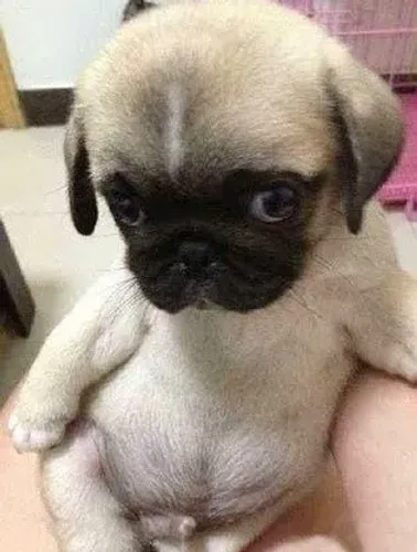 Pug Sua Amizade Diária