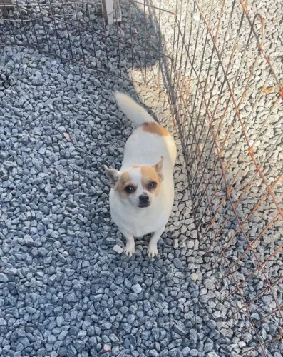 Chihuahua pelo curto fêmea bem pequena