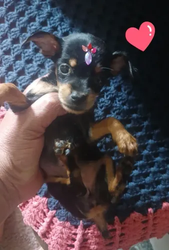 Pinchi n 0 femea e macho