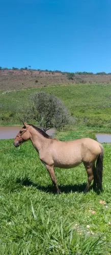 Eguinha pequeno porte