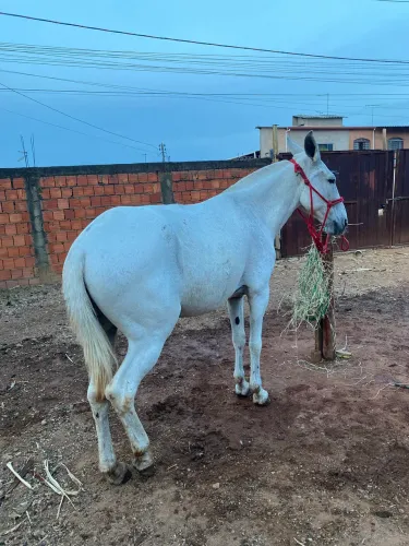 Burro de patrão 