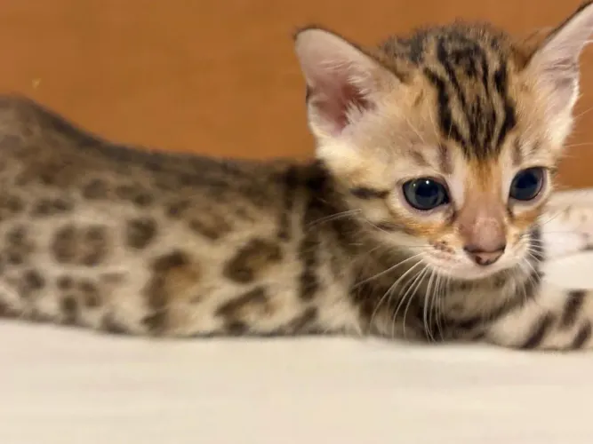 Mini leopardo " gato de bengala" bengal