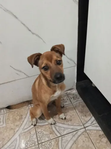 Adoção responsável
