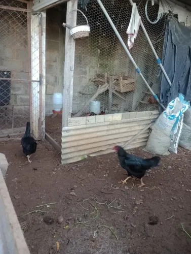 Vendo galinha