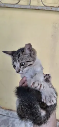 Gatinhos, doação responsável