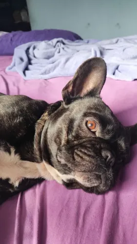Bulldog francês pra cobertura 
