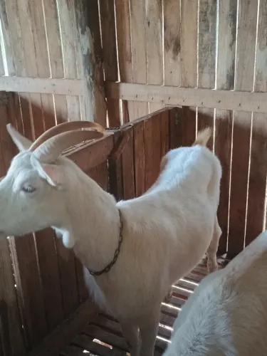 Cabras