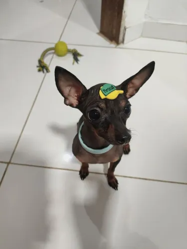 PINSCHER MACHO PARA CRUZA