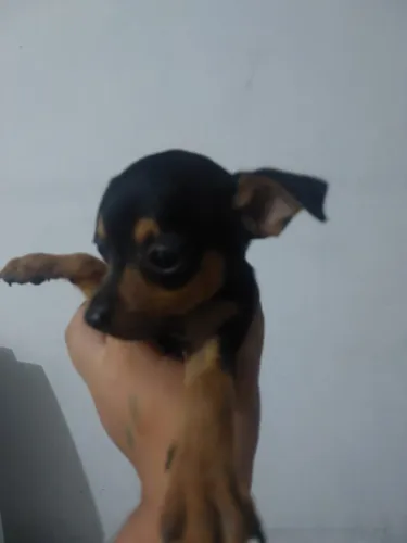 Pinscher 0